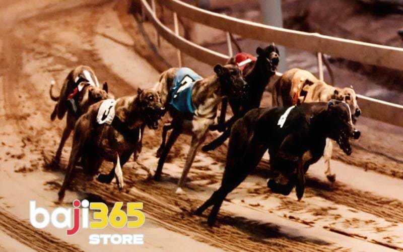 Basic principles when participating in Greyhound Racing Betting