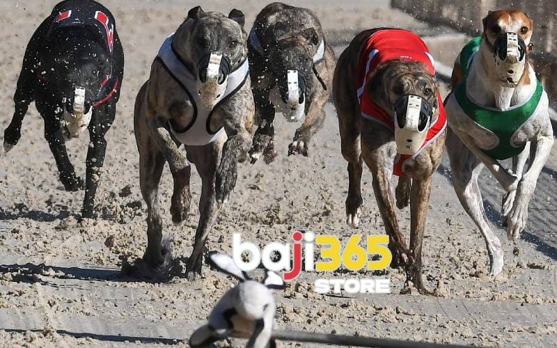 Factors that determine the outcome of a dog race