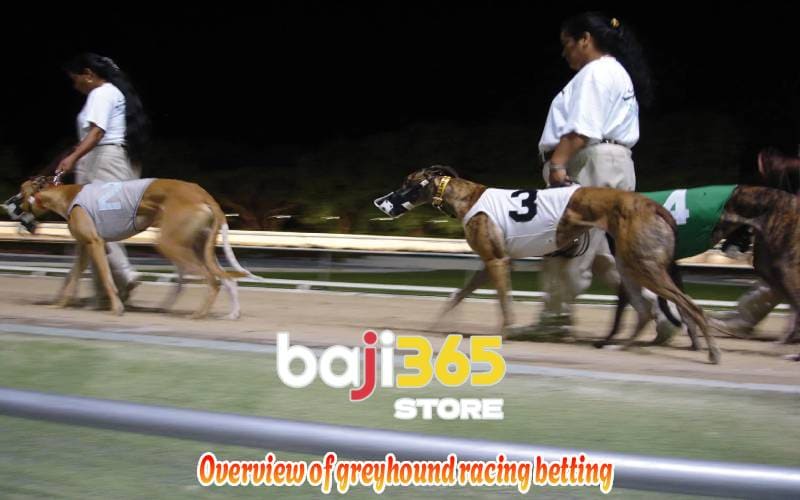 Overview of greyhound racing betting